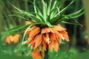 Fritillaria Imperialis
